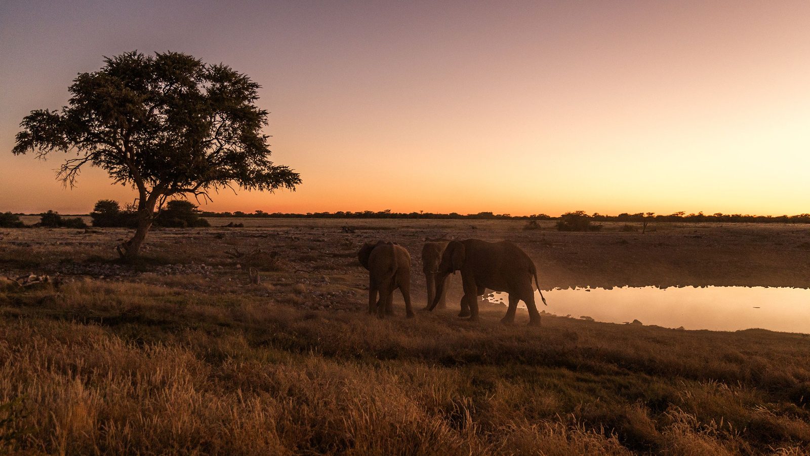 Elephants crossing the savanna at sunset on an African safari