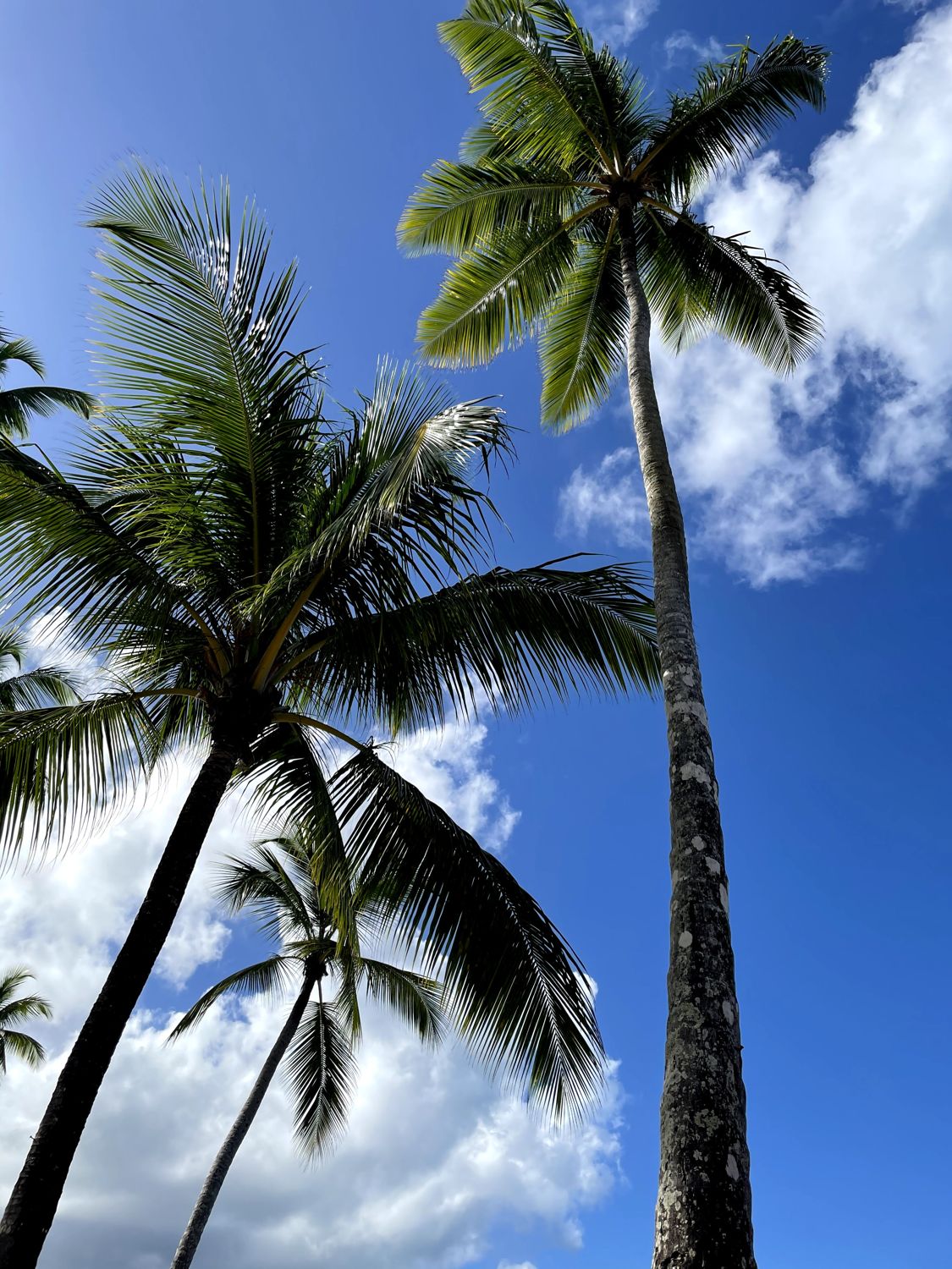 Palms and sea view at Casa de Campo, Dominican Republic