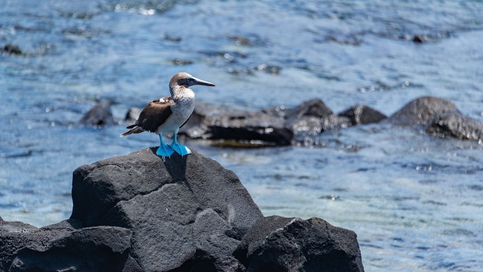 A blue-footed booby on the rocks in the Galápagos Islands