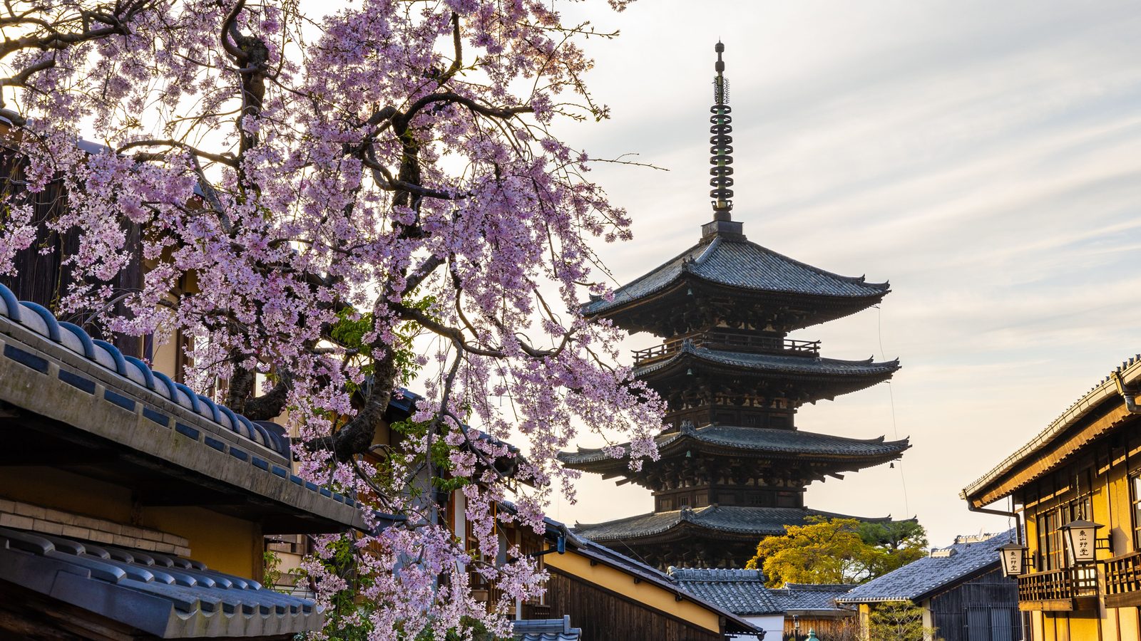 A pagoda framed by cherry blossoms in Kyoto, Japan